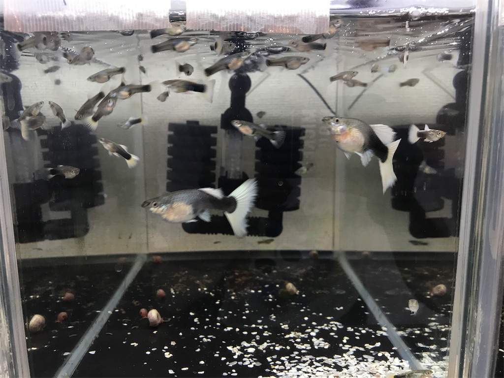 f:id:popopoppun:20181117195948j:image