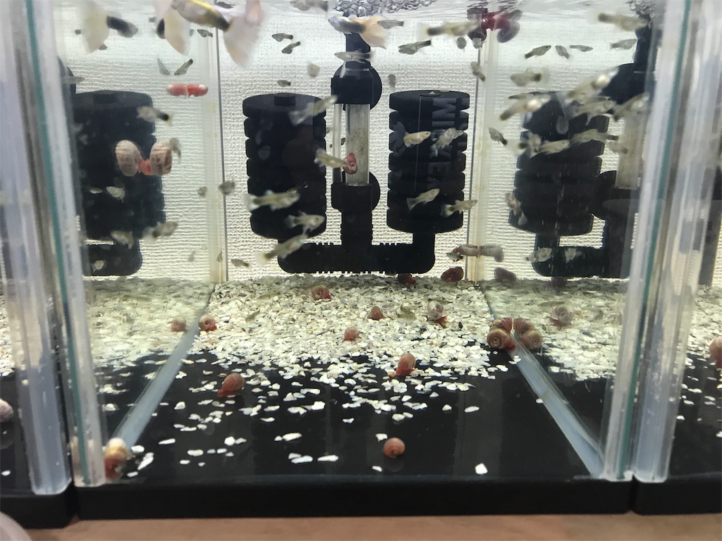 f:id:popopoppun:20181117195951j:image