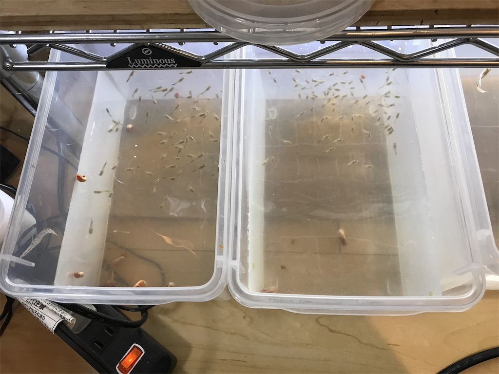 f:id:popopoppun:20181117195956j:image