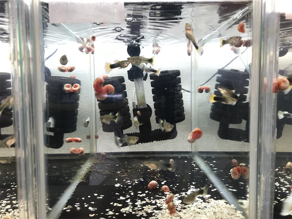 f:id:popopoppun:20181117200003j:image