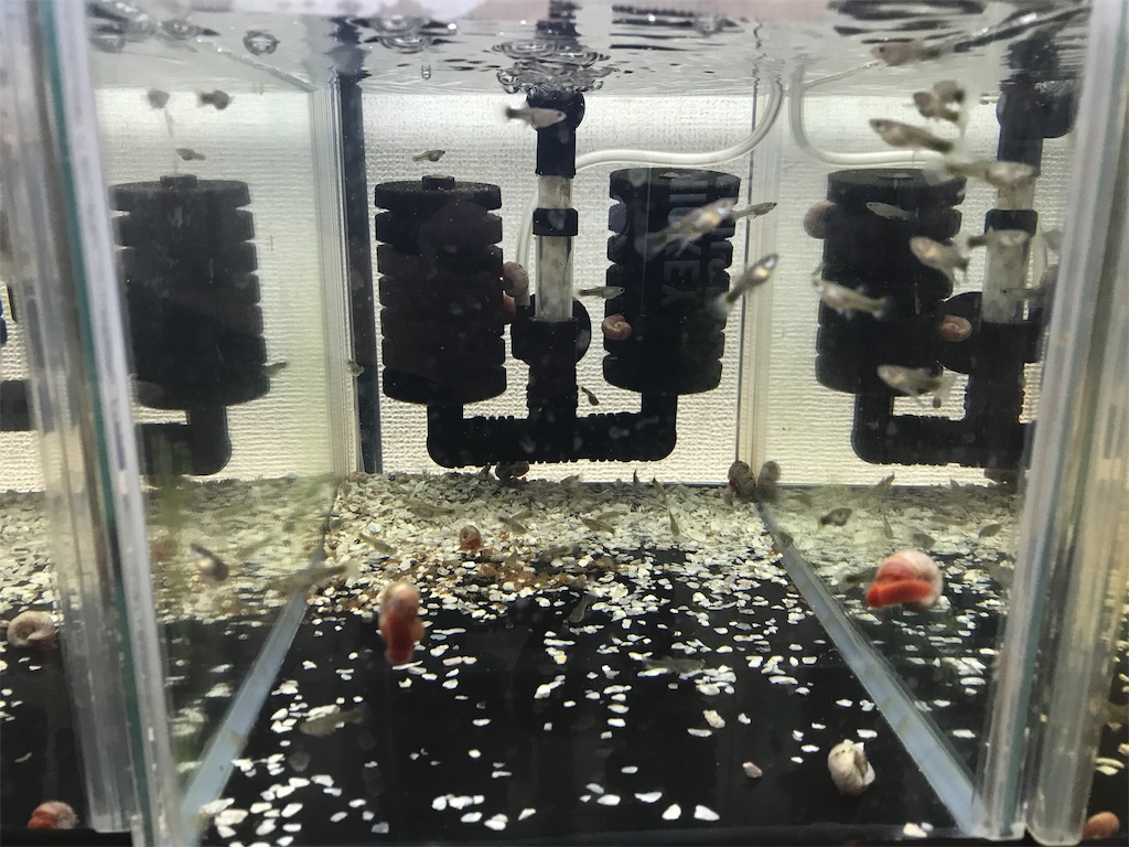 f:id:popopoppun:20181117200006j:image