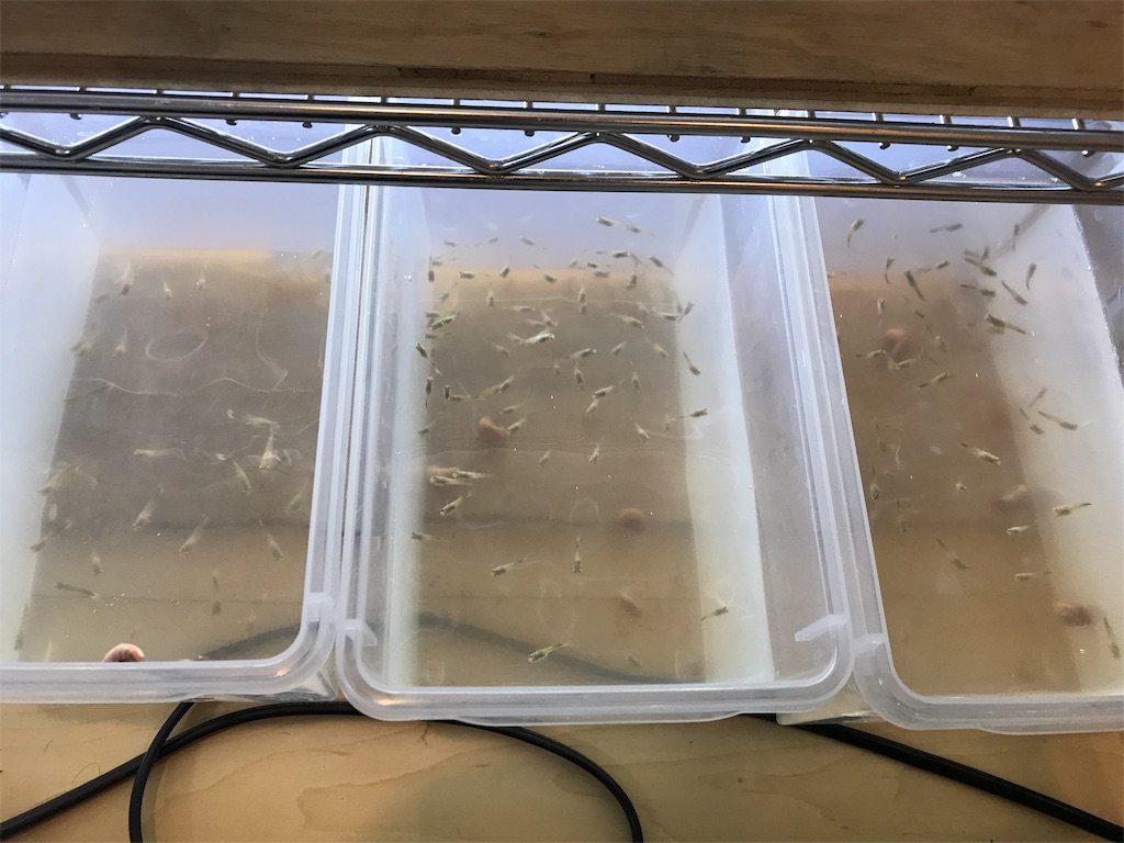 f:id:popopoppun:20181117200010j:image