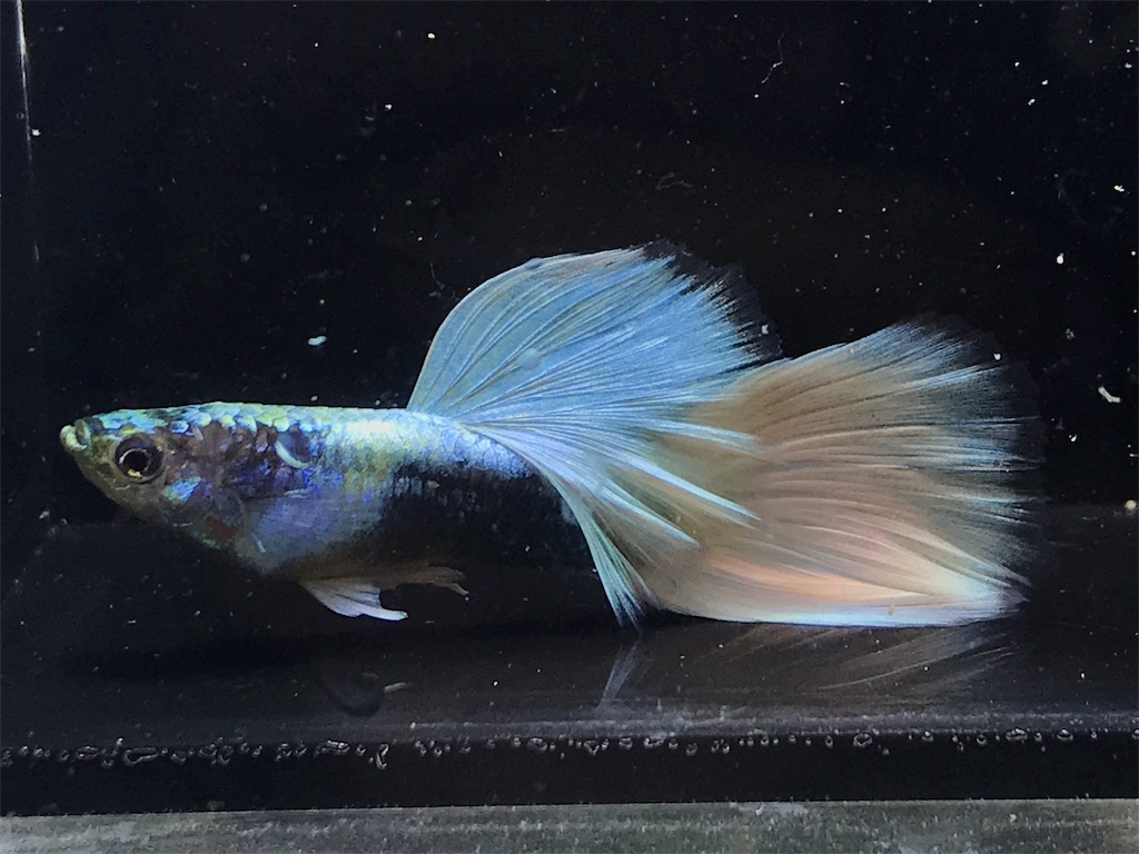 f:id:popopoppun:20181211180601j:image