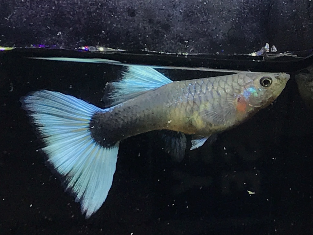 f:id:popopoppun:20181211180605j:image