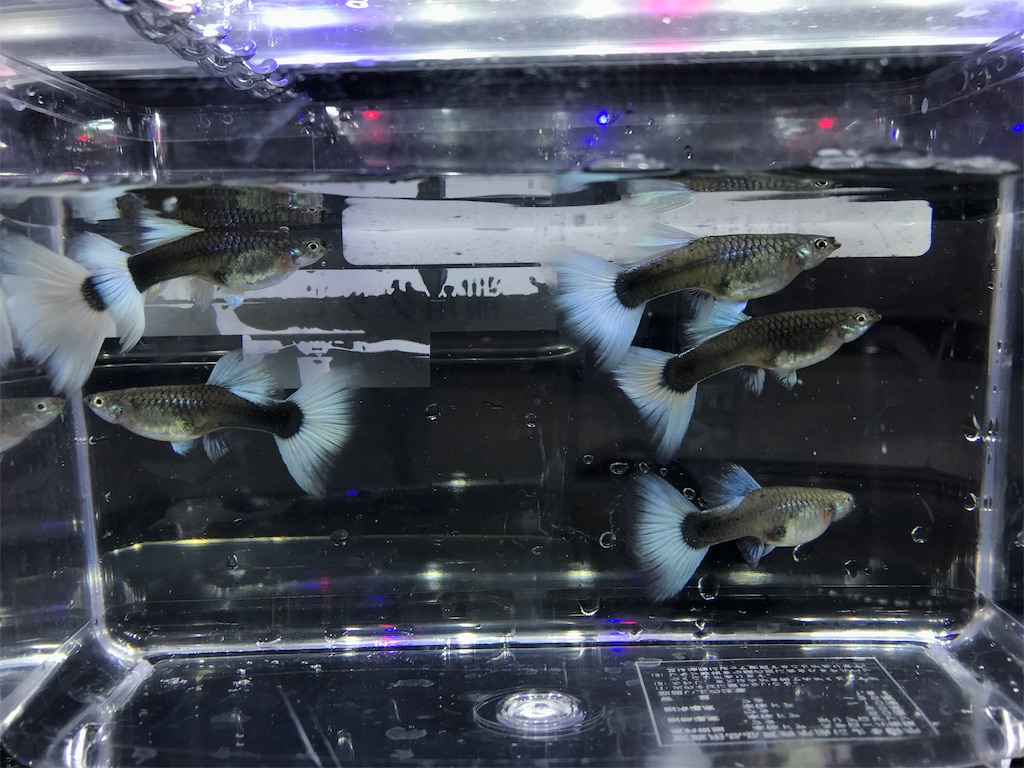 f:id:popopoppun:20181211180609j:image