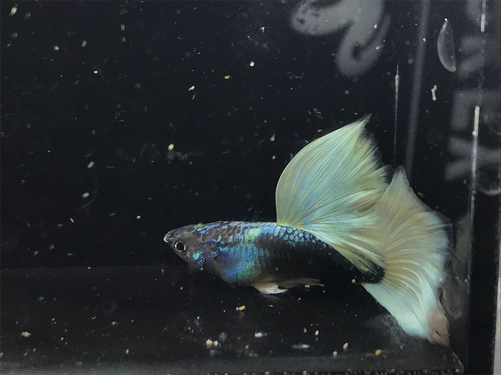 f:id:popopoppun:20181211180704j:image