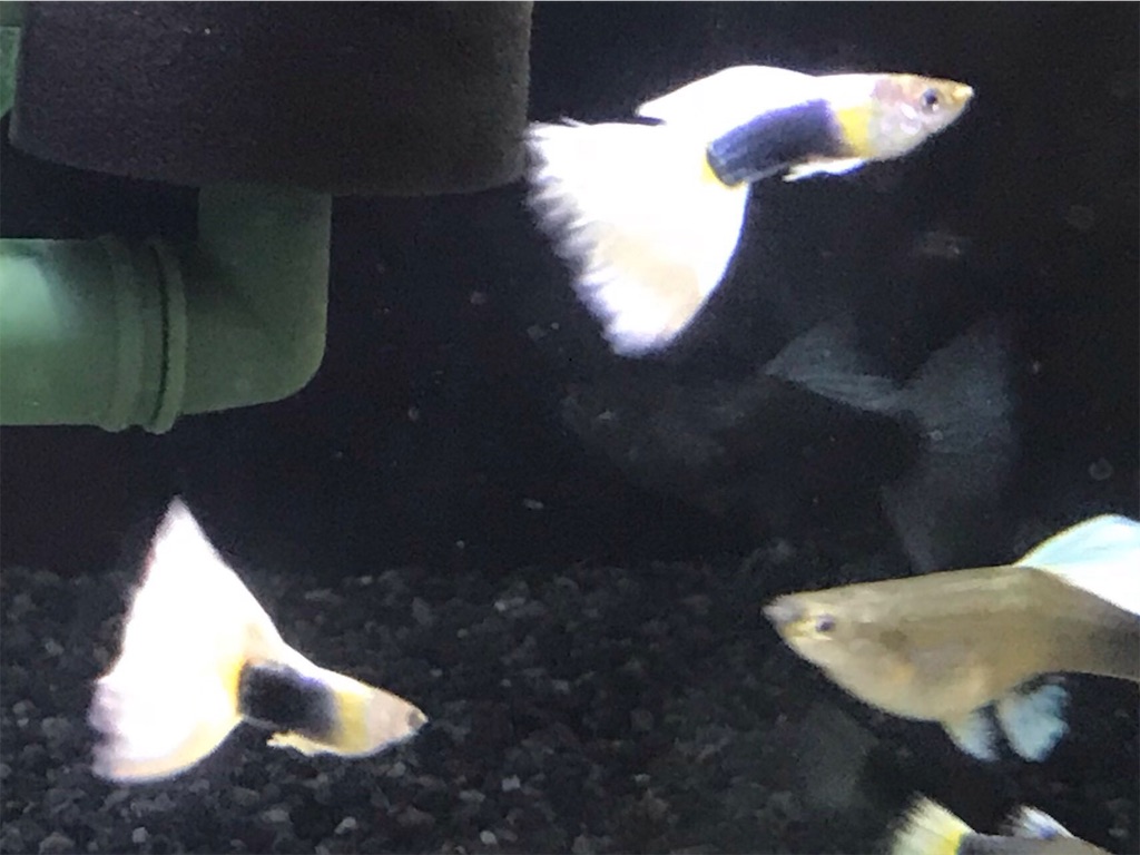 f:id:popopoppun:20181211180713j:image