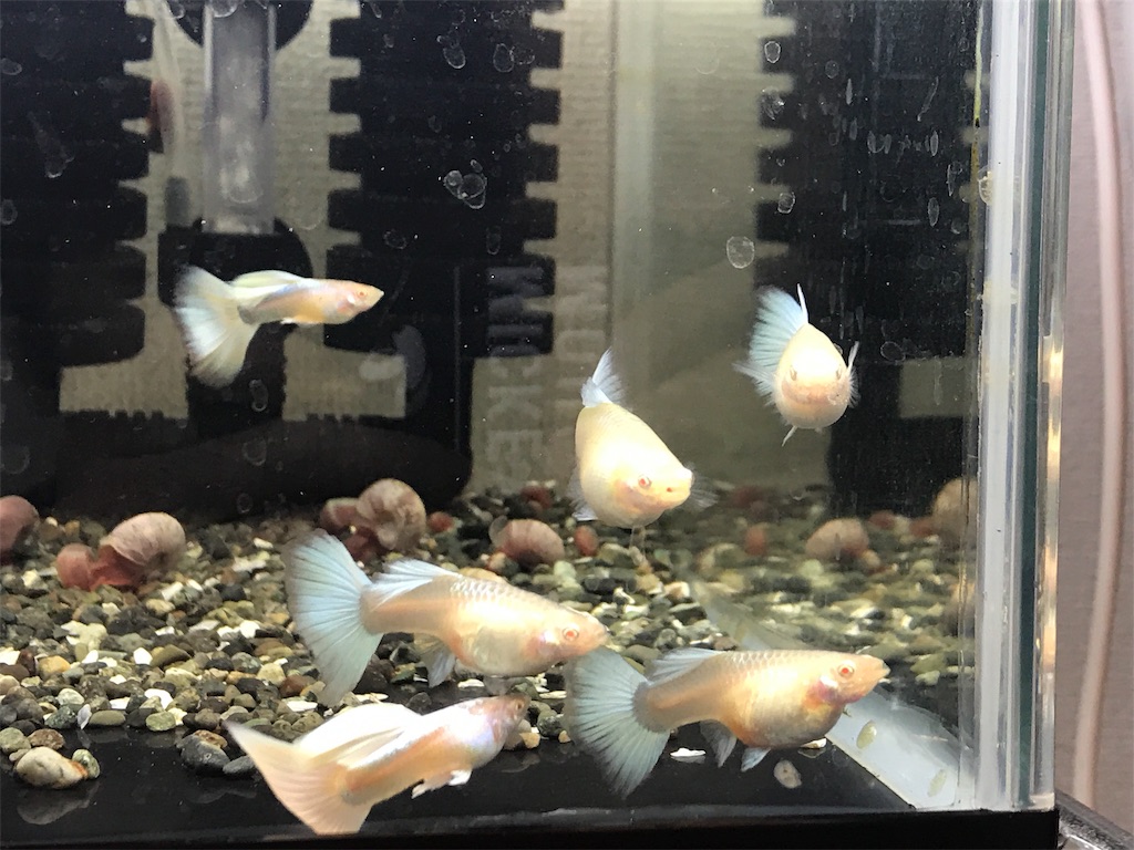 f:id:popopoppun:20181211180717j:image