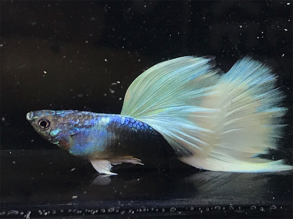 f:id:popopoppun:20181211180720j:image