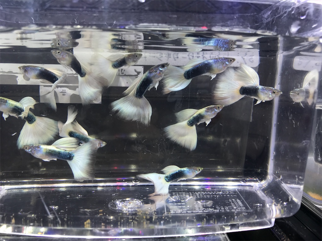 f:id:popopoppun:20181211181313j:image