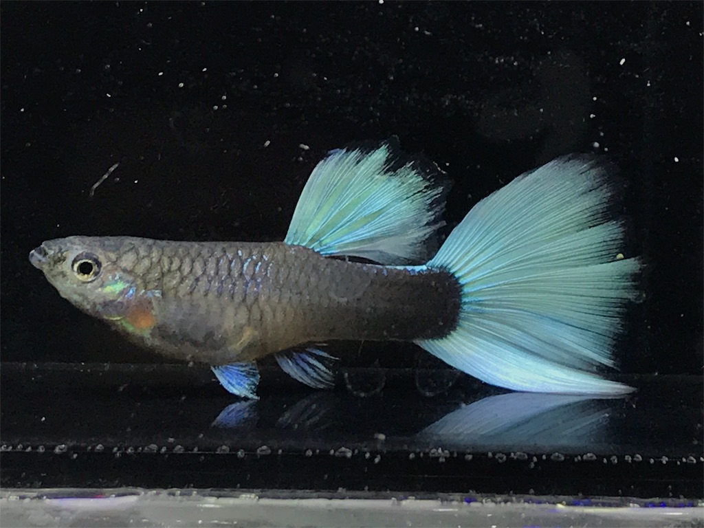 f:id:popopoppun:20181211181736j:image