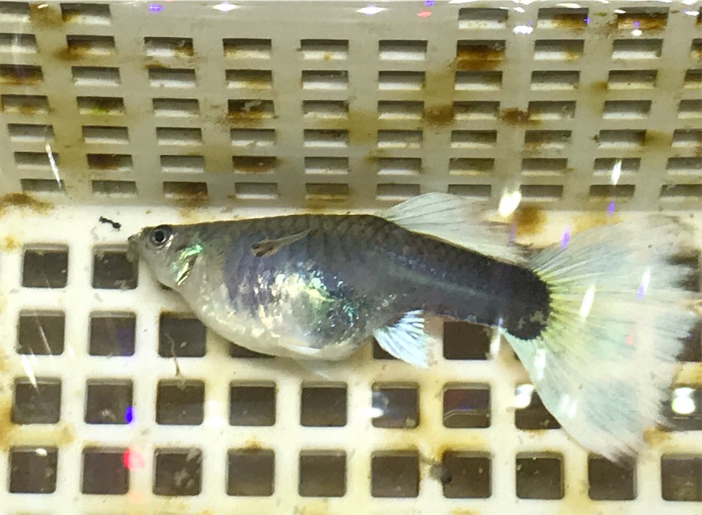 f:id:popopoppun:20181211182037j:image