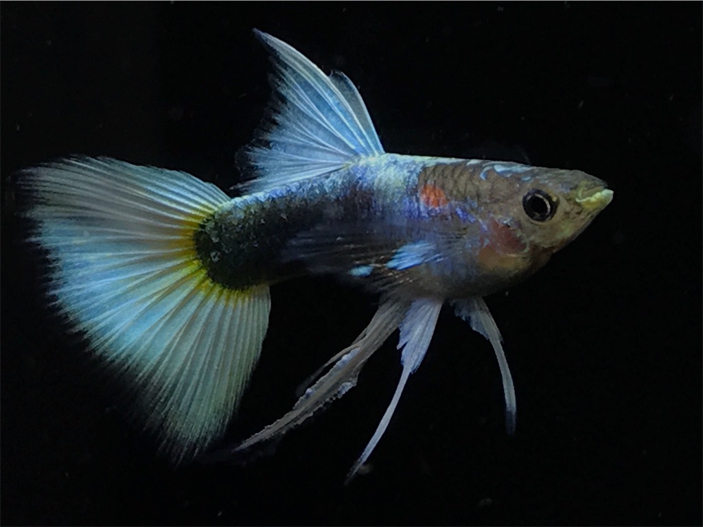 f:id:popopoppun:20181214211321j:image