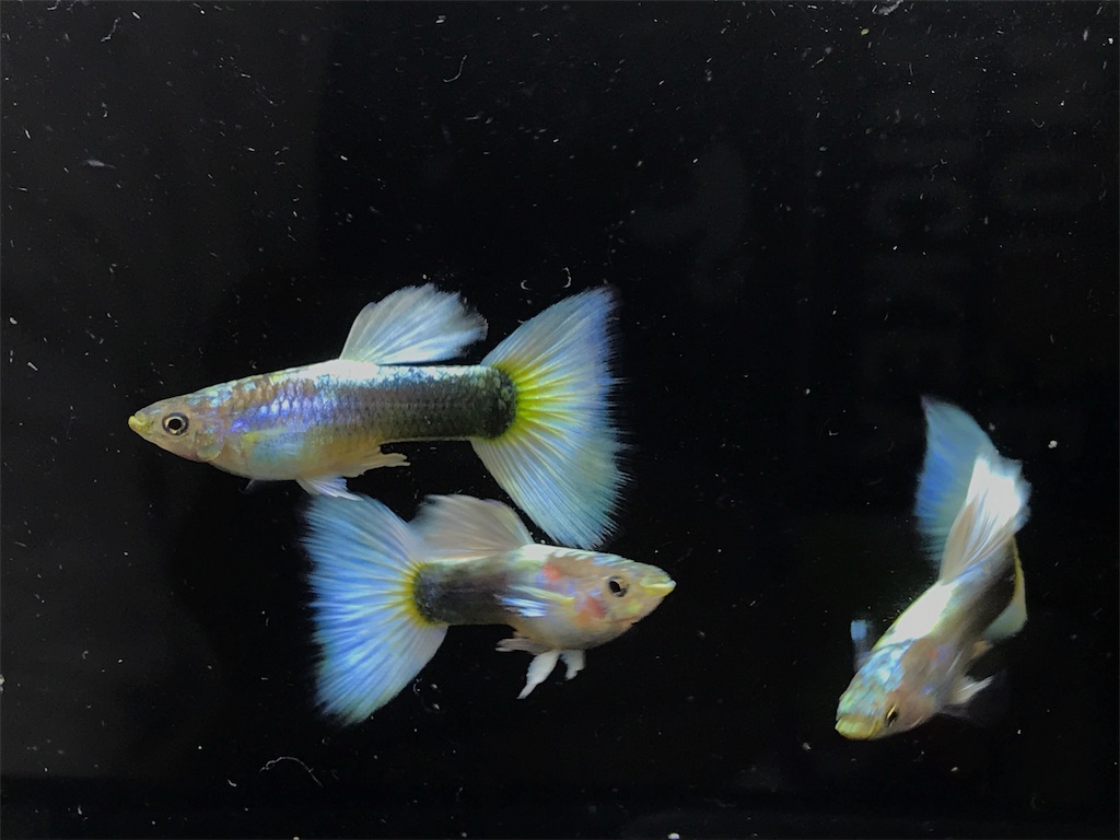 f:id:popopoppun:20181214211844j:image