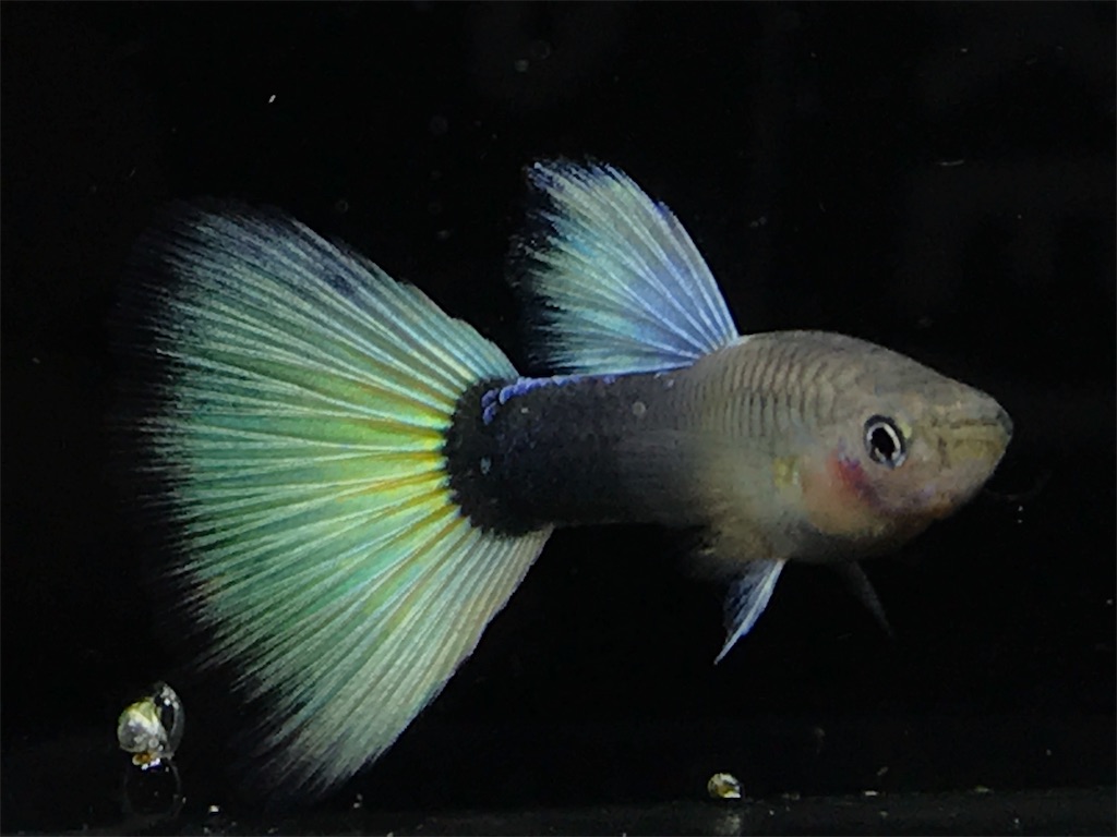 f:id:popopoppun:20181214211847j:image