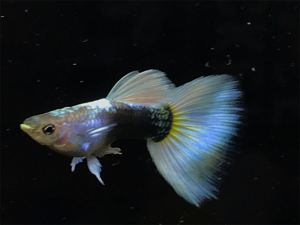 f:id:popopoppun:20181214211851j:image