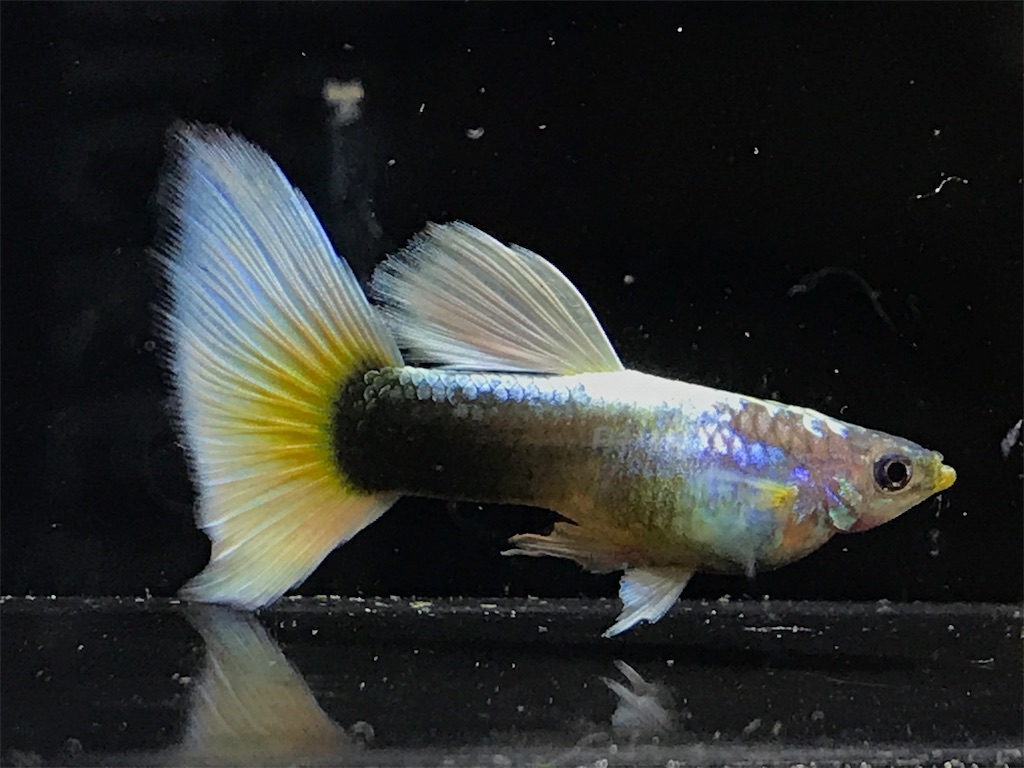 f:id:popopoppun:20181214211855j:image