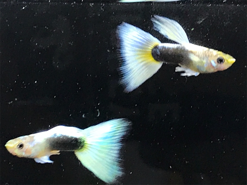 f:id:popopoppun:20181214211859j:image