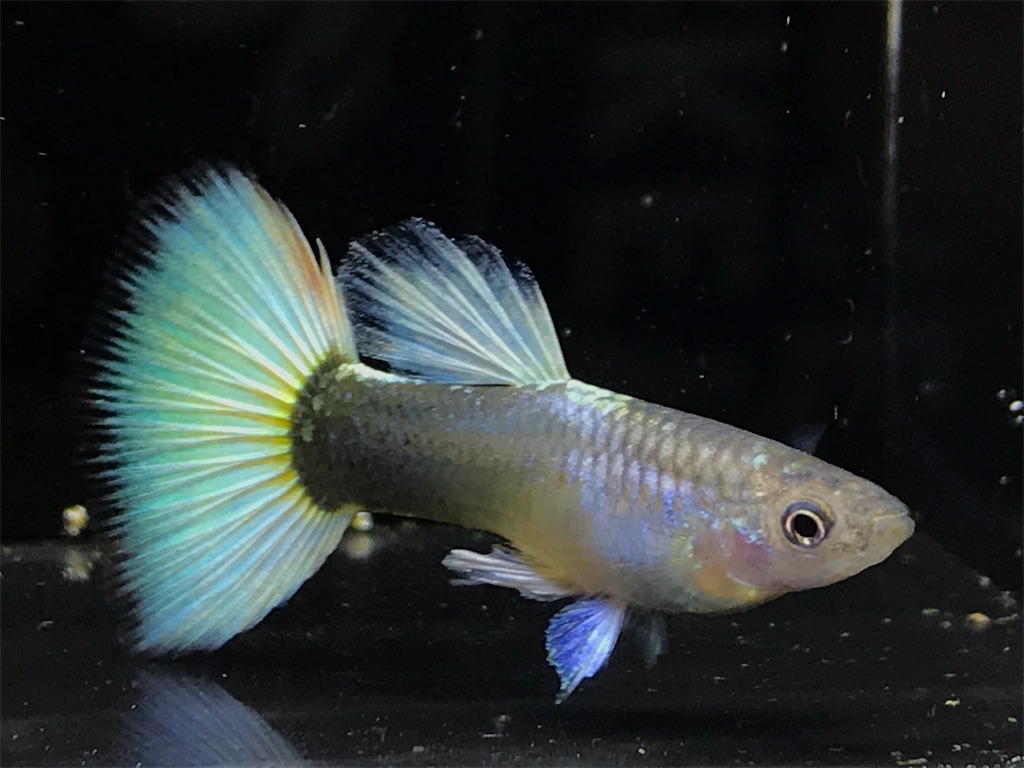 f:id:popopoppun:20181214211906j:image