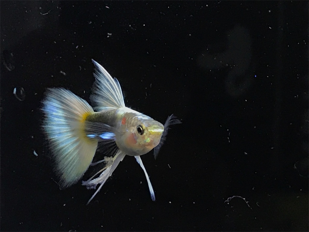 f:id:popopoppun:20181214211909j:image