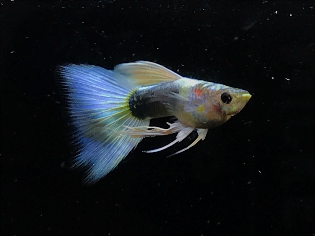 f:id:popopoppun:20181214211916j:image