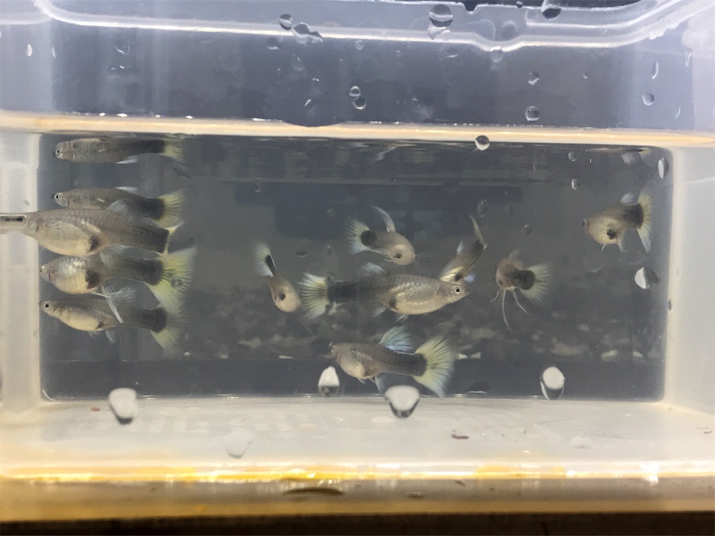 f:id:popopoppun:20181214212407j:image