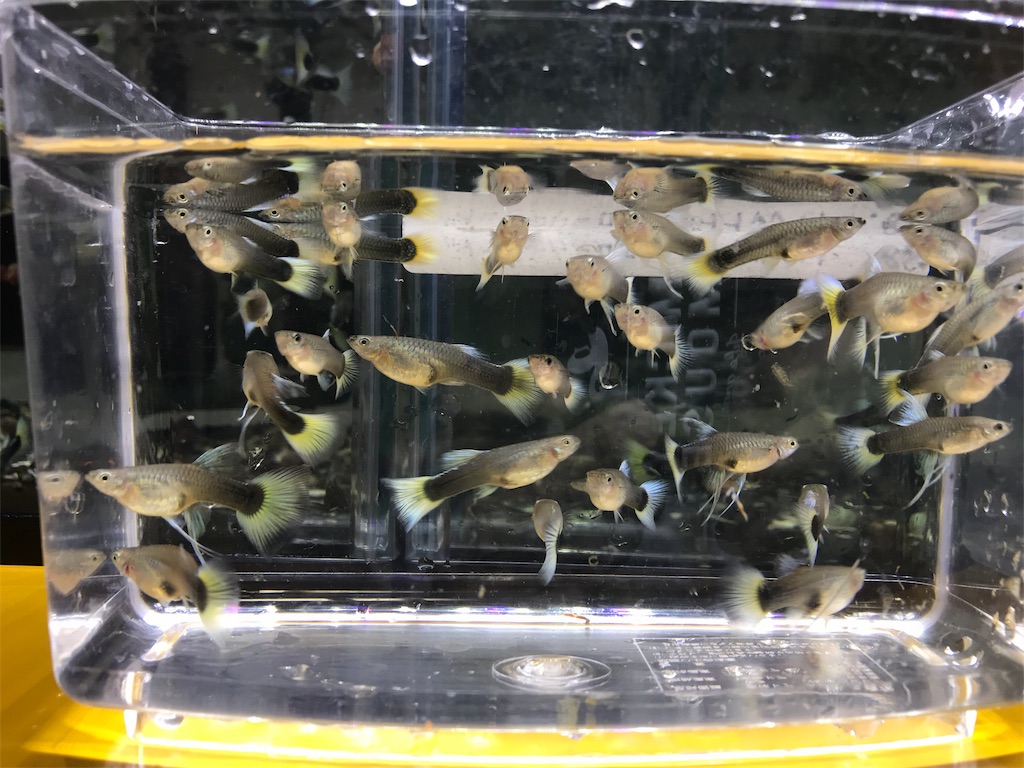 f:id:popopoppun:20181214212414j:image