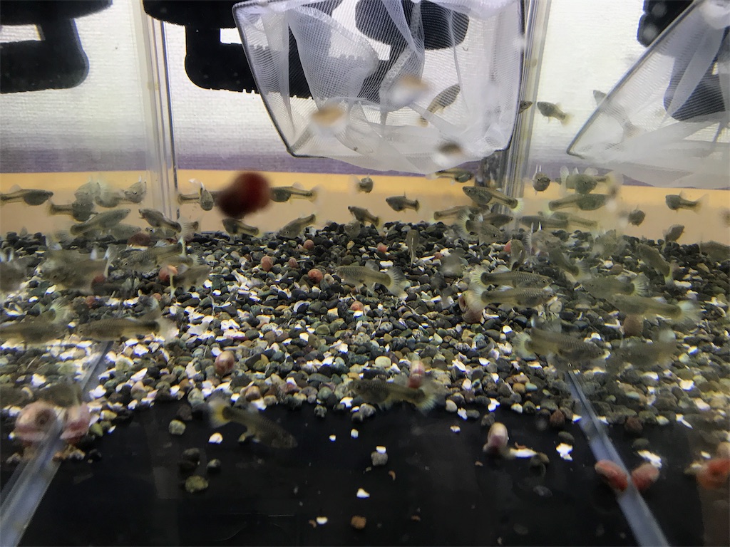 f:id:popopoppun:20181214212606j:image