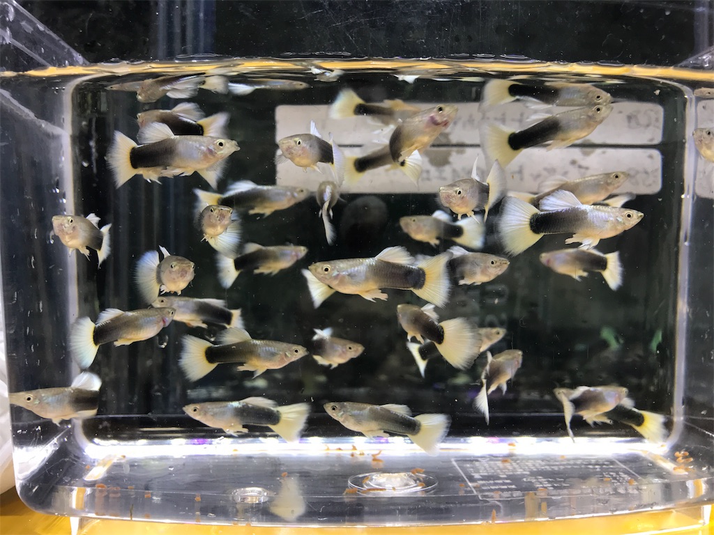 f:id:popopoppun:20181214212610j:image