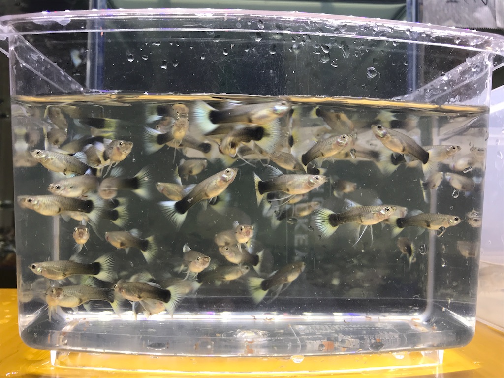 f:id:popopoppun:20181214212948j:image