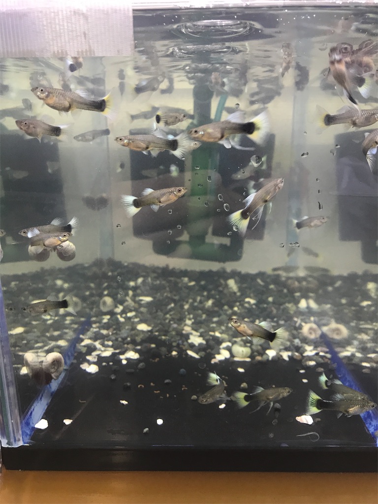 f:id:popopoppun:20181214212957j:image