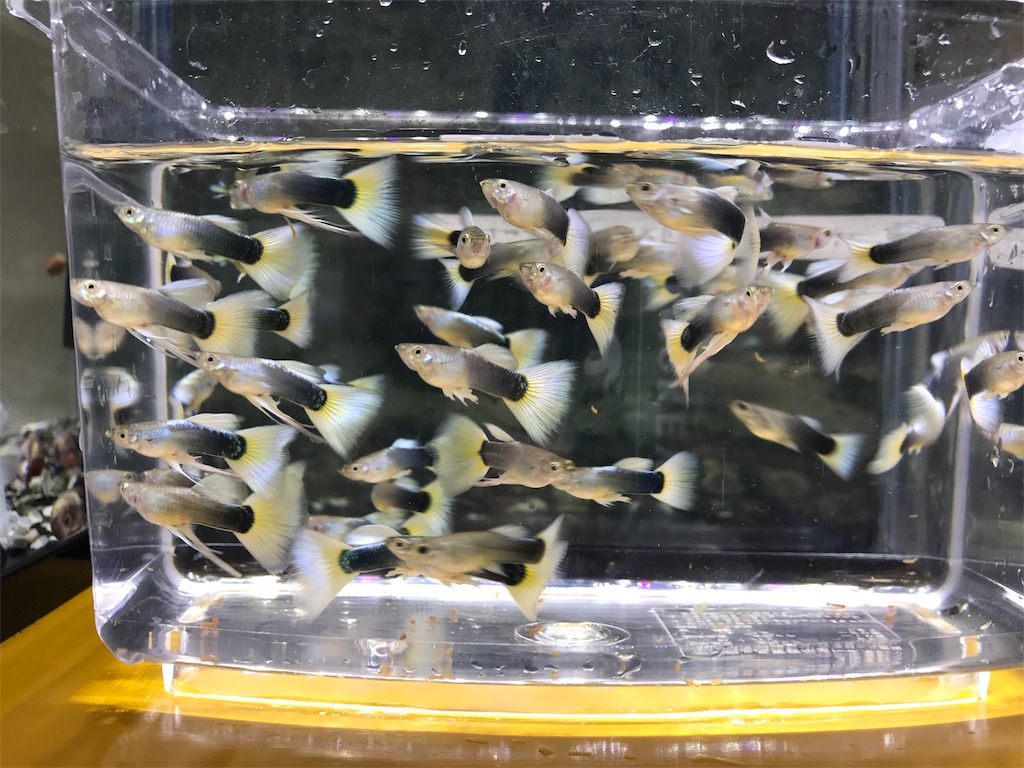 f:id:popopoppun:20181214213002j:image