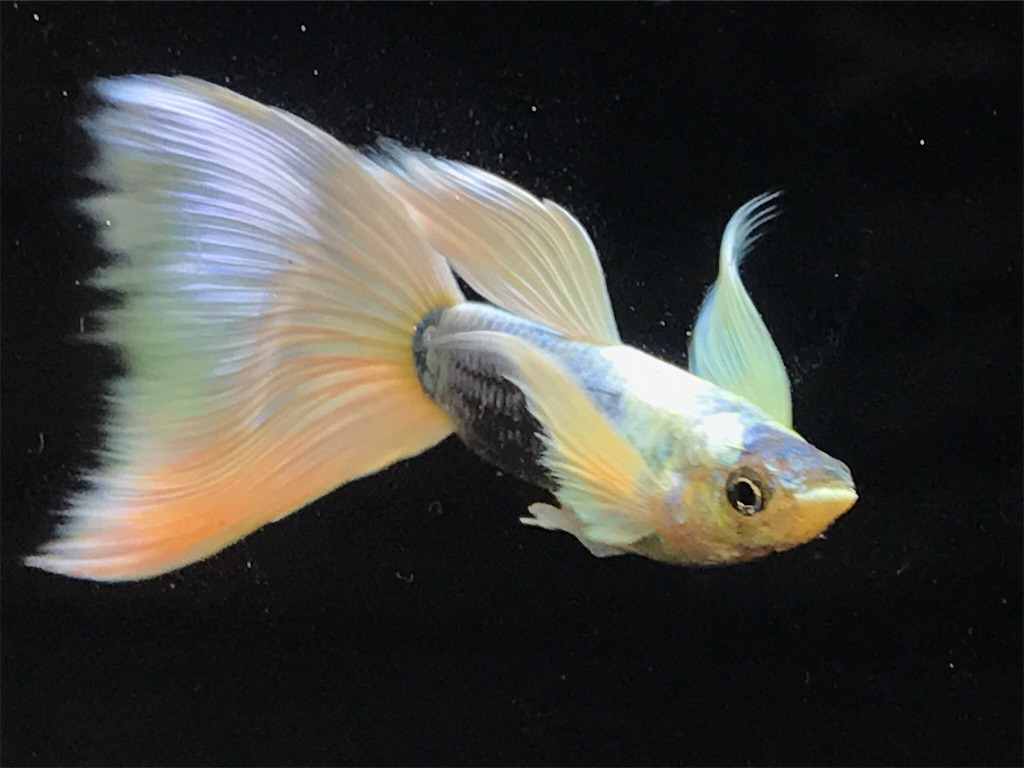 f:id:popopoppun:20190423124632j:image