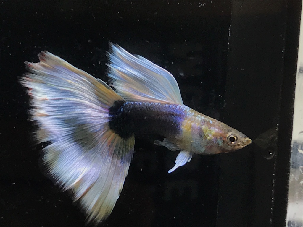 f:id:popopoppun:20190520153031j:image f:id:popopoppun:20190520153031j:image