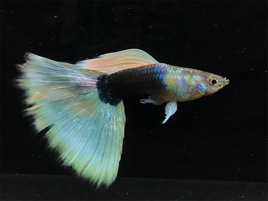 f:id:popopoppun:20190520153419j:image