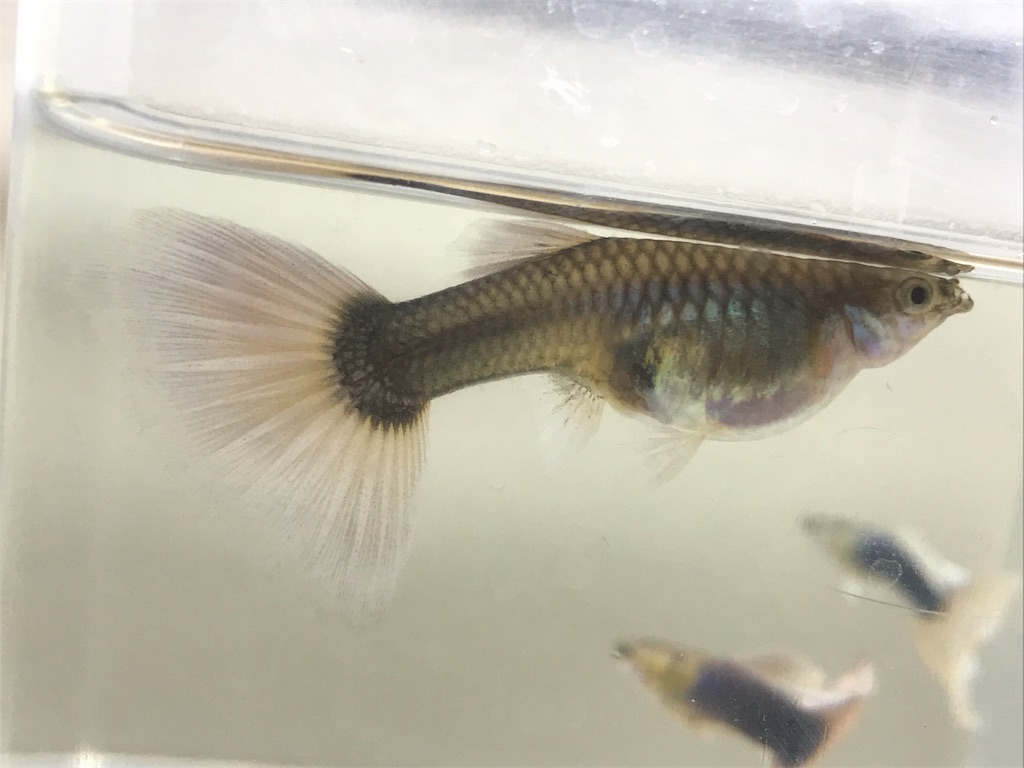 f:id:popopoppun:20190520154301j:image f:id:popopoppun:20190520154301j:image