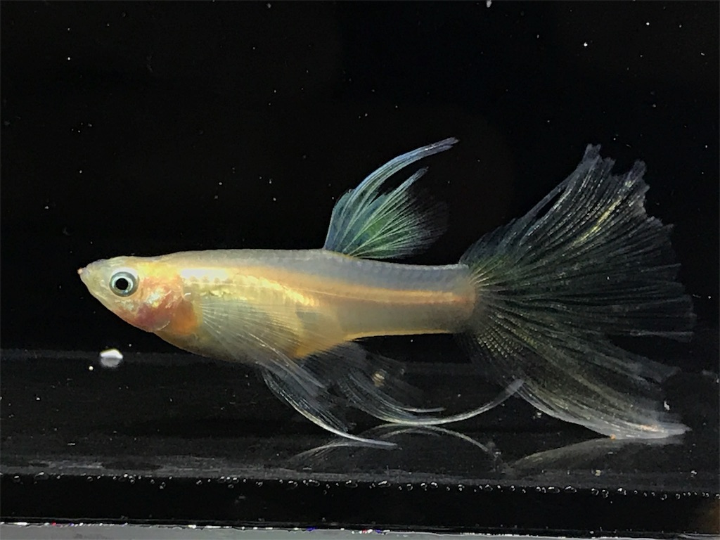 f:id:popopoppun:20190531113517j:image f:id:popopoppun:20190531113517j:image