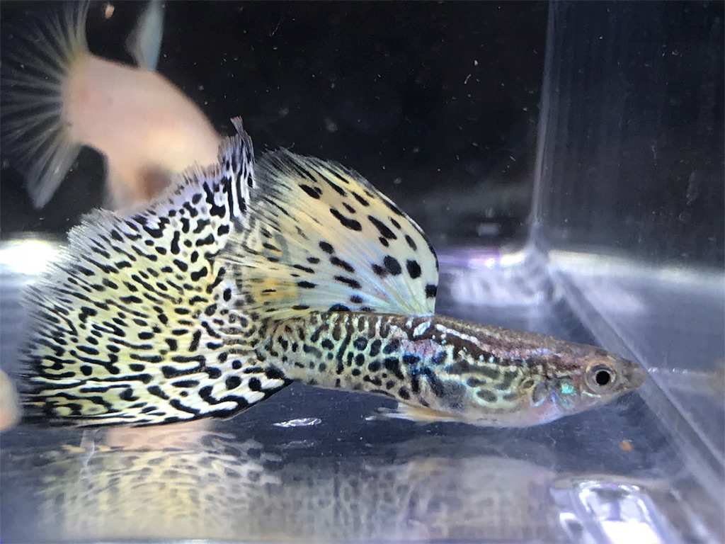 f:id:popopoppun:20190531115552j:image f:id:popopoppun:20190531115552j:image