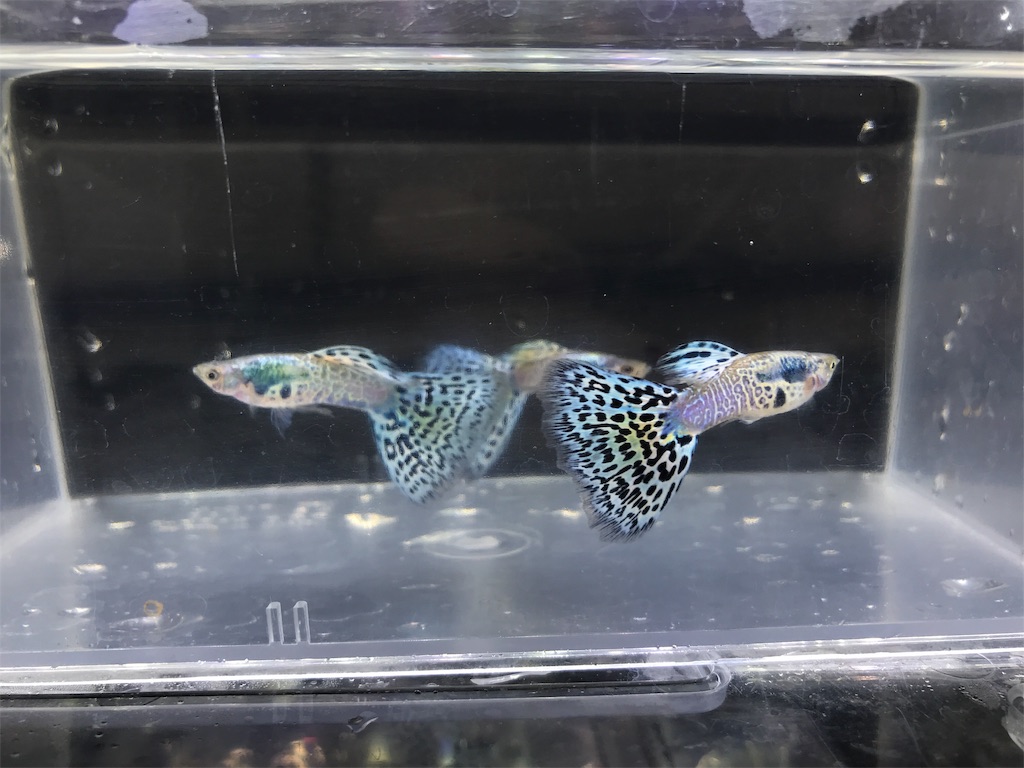 f:id:popopoppun:20190625113640j:image