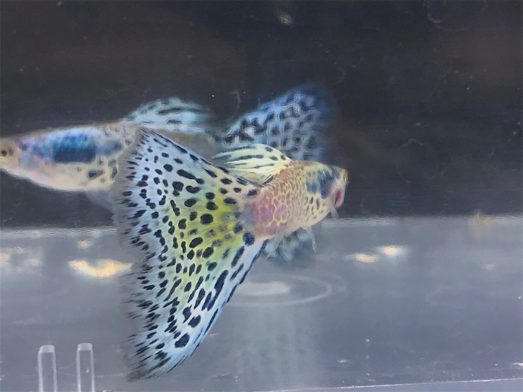 f:id:popopoppun:20190625113650j:image