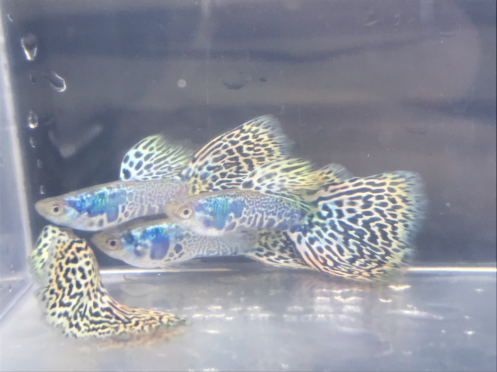 f:id:popopoppun:20190625113652j:image