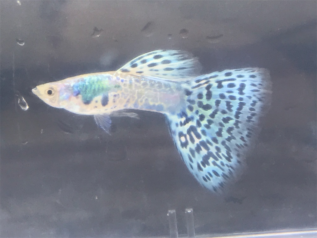 f:id:popopoppun:20190625113716j:image