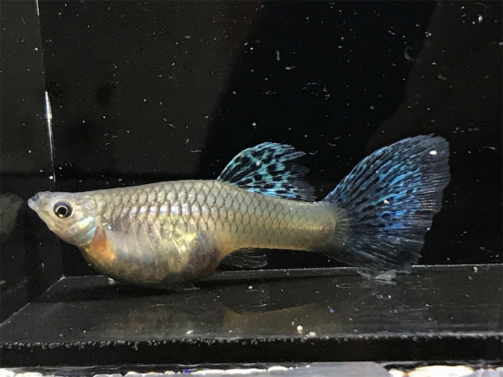 f:id:popopoppun:20190625114629j:image