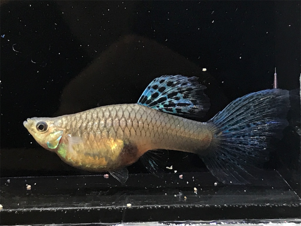 f:id:popopoppun:20190625114632j:image