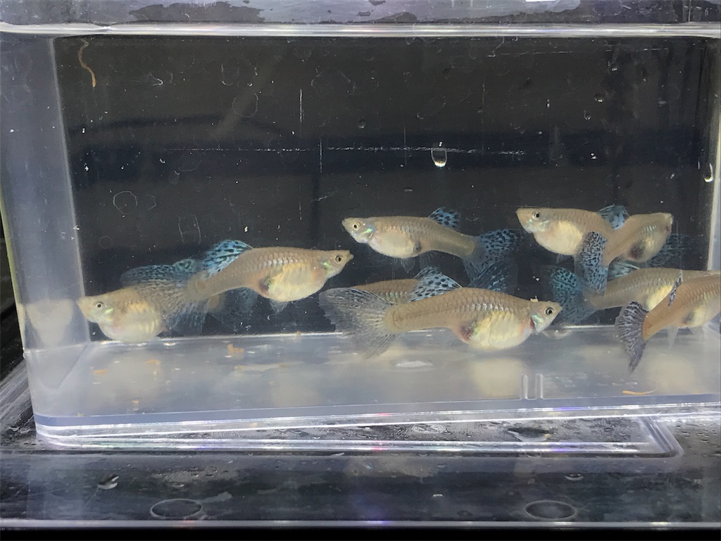 f:id:popopoppun:20190625114635j:image