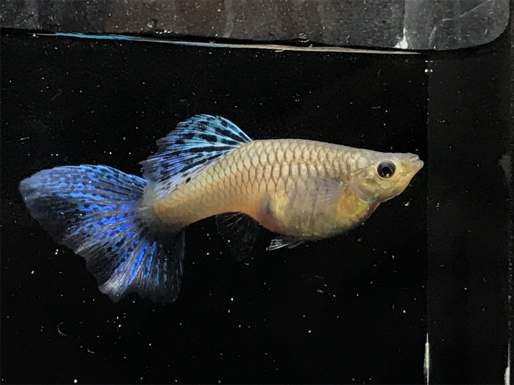 f:id:popopoppun:20190625114638j:image