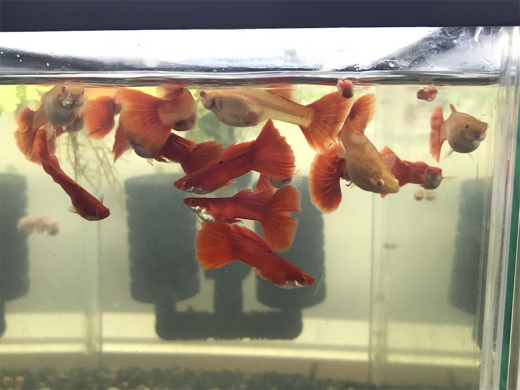 f:id:popopoppun:20190625115727j:image