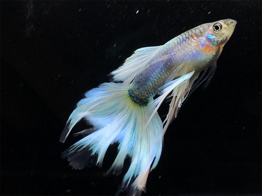 f:id:popopoppun:20190820131809j:image f:id:popopoppun:20190820131809j:image