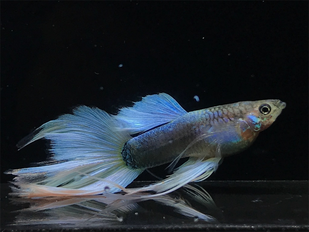 f:id:popopoppun:20190820131813j:image f:id:popopoppun:20190820131813j:image