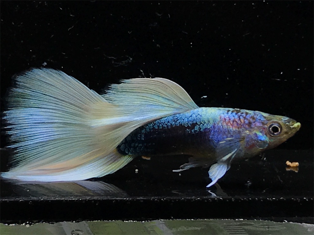 f:id:popopoppun:20190820132016j:image f:id:popopoppun:20190820132016j:image